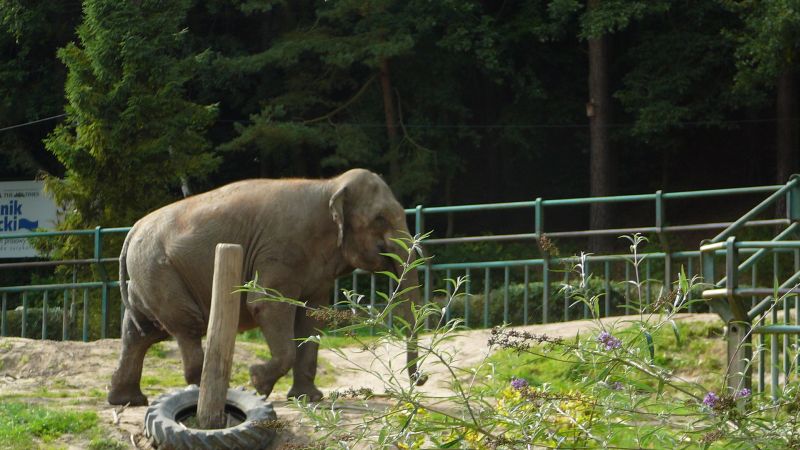 10 największych ogrodów zoologicznych w Polsce