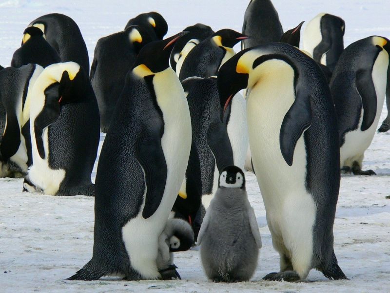 Pingwin cesarski grafika