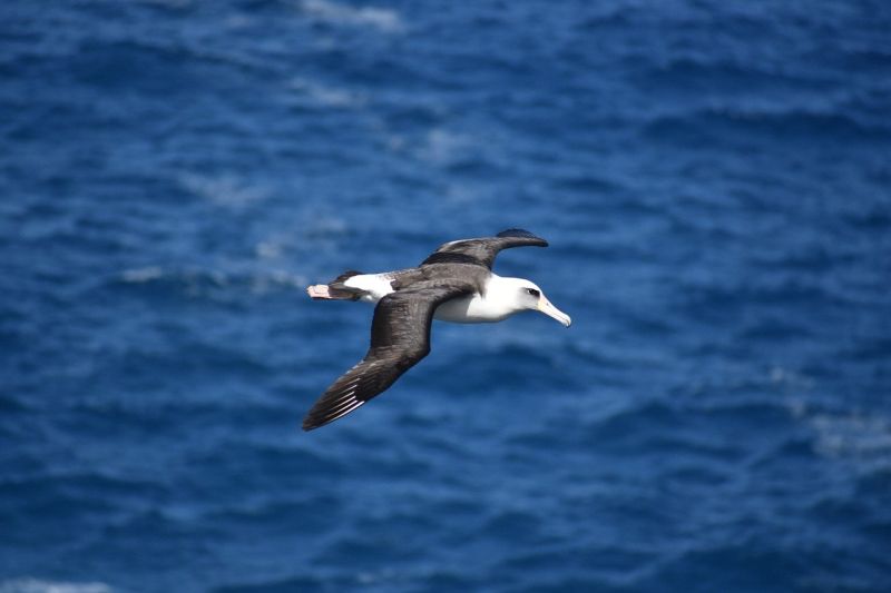 Albatros wędrowny grafika