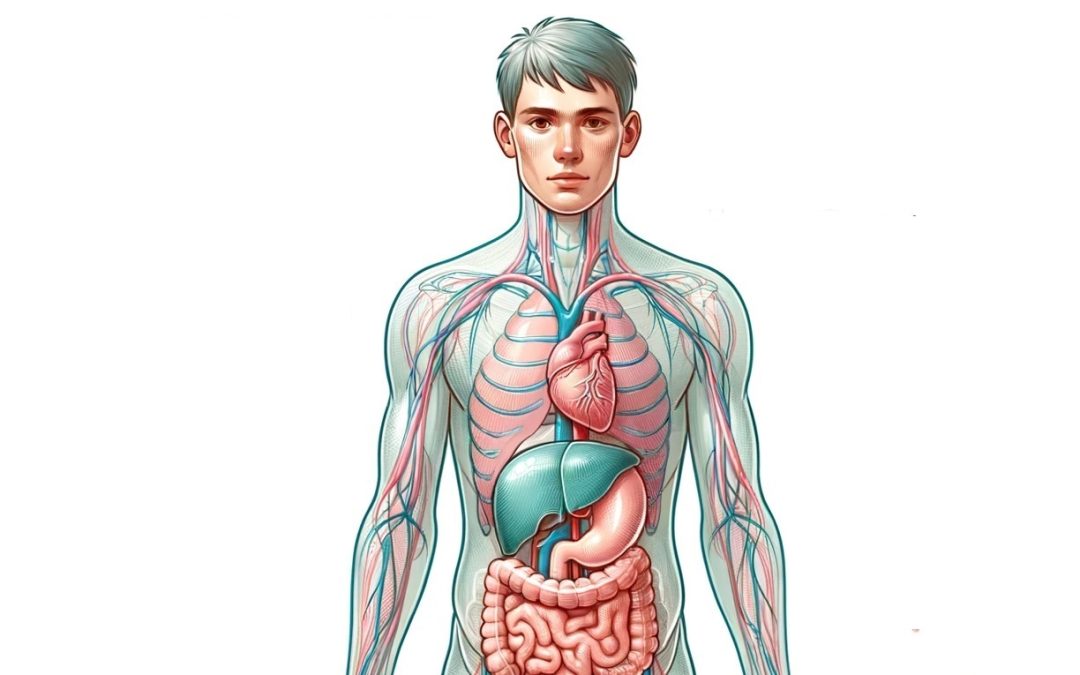 10 głównych narządów w ludzkim ciele