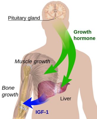 Hormon wzrostu (GH) grafika